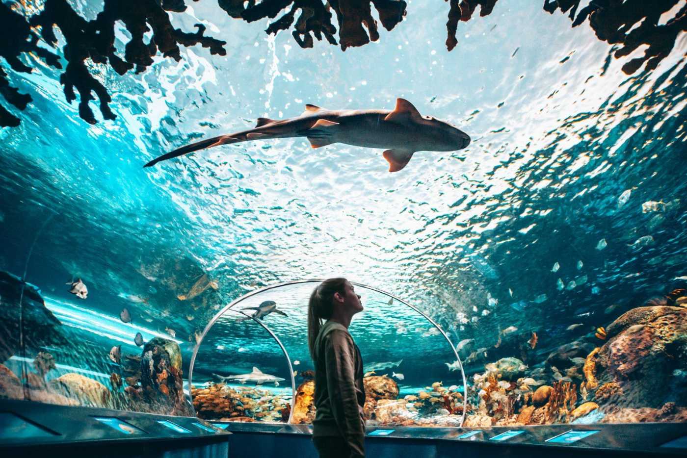 A shark swimming over the top of the shark tunnel at Ripley’s Aquarium as a child watches in awe.
